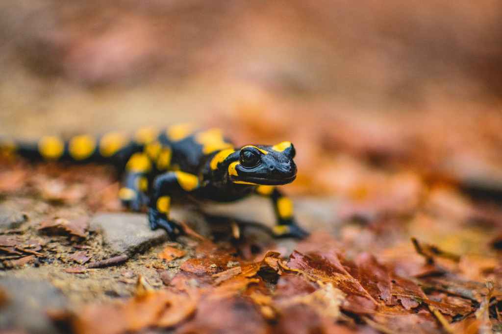 Salamanders, Rain, and Reflections: Softening With The Day and Taking the&nbsp;Leap